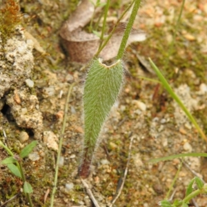 Caladenia sp. at Paddys River, ACT - 25 Oct 2021