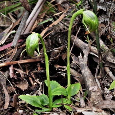 Pterostylis nutans (Nodding Greenhood) at Paddys River, ACT - 20 Oct 2021 by JohnBundock