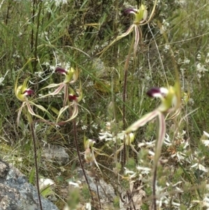 Caladenia atrovespa at Kambah, ACT - 21 Oct 2021