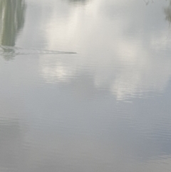 Hydromys chrysogaster (Rakali or Water Rat) at Queanbeyan River - 21 Oct 2021 by Swanwatcher_28