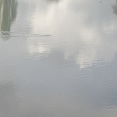 Hydromys chrysogaster (Rakali or Water Rat) at Queanbeyan River - 21 Oct 2021 by Swanwatcher_28