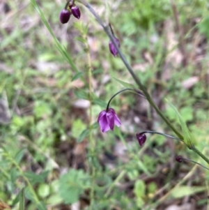 Arthropodium minus at Campbell, ACT - 21 Oct 2021 02:36 PM