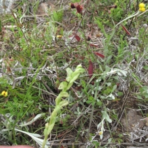 Hymenochilus cycnocephalus at Kambah, ACT - suppressed