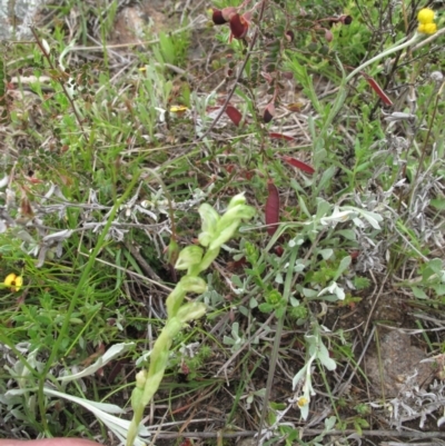 Hymenochilus cycnocephalus (Swan greenhood) at Kambah, ACT - 24 Oct 2021 by BarrieR