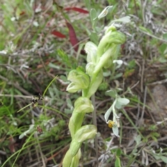 Hymenochilus cycnocephalus at Kambah, ACT - suppressed