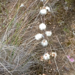 Kunzea parvifolia at Kambah, ACT - 21 Oct 2021