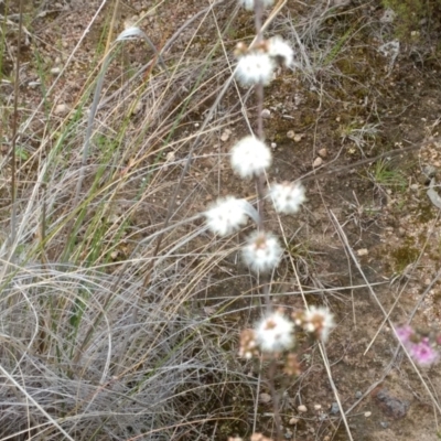 Kunzea parvifolia (Violet Kunzea) at Mount Taylor - 21 Oct 2021 by BarrieR