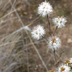 Kunzea parvifolia at Kambah, ACT - 21 Oct 2021