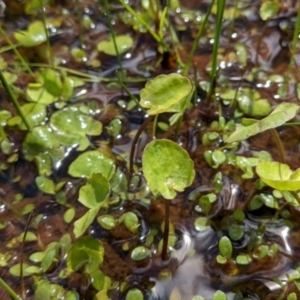 Nymphoides sp. at Currawang, NSW - suppressed