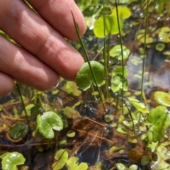 Nymphoides sp. at Currawang, NSW - suppressed