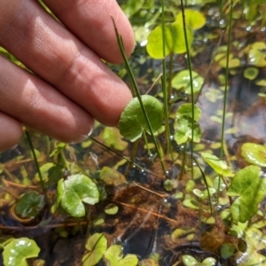 Nymphoides sp. at Currawang, NSW - suppressed