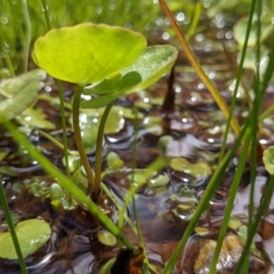 Nymphoides sp. at Currawang, NSW - suppressed