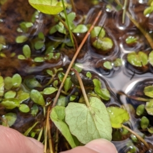 Nymphoides sp. at Currawang, NSW - suppressed