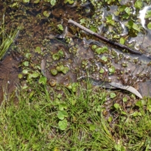 Nymphoides sp. at Currawang, NSW - suppressed