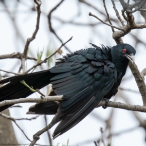 Eudynamys orientalis at Macgregor, ACT - 21 Oct 2021