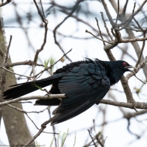 Eudynamys orientalis at Macgregor, ACT - 21 Oct 2021