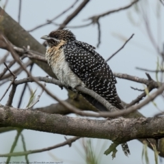 Eudynamys orientalis at Macgregor, ACT - 21 Oct 2021