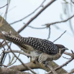 Eudynamys orientalis at Macgregor, ACT - 21 Oct 2021