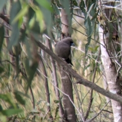 Artamus cyanopterus cyanopterus (Dusky Woodswallow) at Holbrook, NSW - 20 Oct 2021 by Darcy