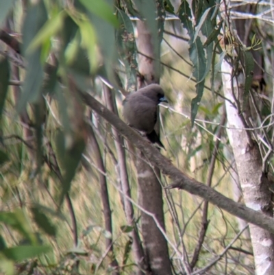 Artamus cyanopterus cyanopterus (Dusky Woodswallow) at Holbrook, NSW - 20 Oct 2021 by Darcy