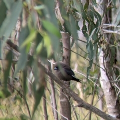 Artamus cyanopterus at Holbrook, NSW - 21 Oct 2021