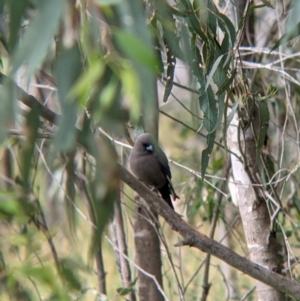 Artamus cyanopterus at Holbrook, NSW - 21 Oct 2021