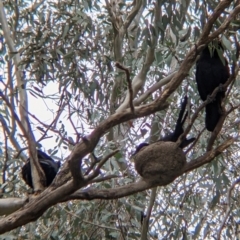 Corcorax melanorhamphos (White-winged Chough) at Holbrook, NSW - 20 Oct 2021 by Darcy