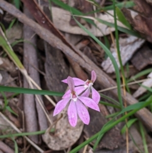 Caladenia carnea at Holbrook, NSW - 21 Oct 2021