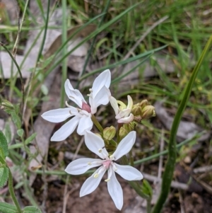 Burchardia umbellata at suppressed - 21 Oct 2021