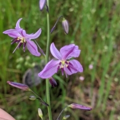 Arthropodium strictum (Chocolate Lily) by Darcy