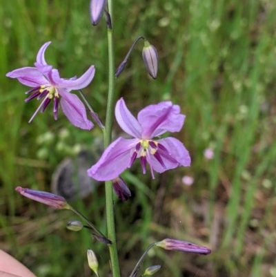 Arthropodium strictum (Chocolate Lily) at  - suppressed by Darcy