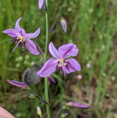 Arthropodium strictum (Chocolate Lily) at Holbrook, NSW - 21 Oct 2021 by Darcy