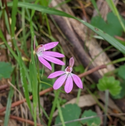 Caladenia carnea (Pink Fingers) at Holbrook, NSW - 21 Oct 2021 by Darcy