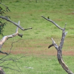 Merops ornatus (Rainbow Bee-eater) at Holbrook, NSW - 21 Oct 2021 by Darcy