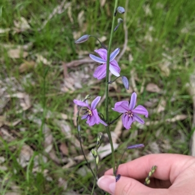 Arthropodium strictum (Chocolate Lily) at  - suppressed by Darcy