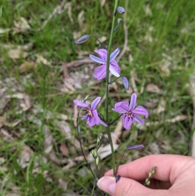 Arthropodium strictum (Chocolate Lily) at Holbrook, NSW - 21 Oct 2021 by Darcy