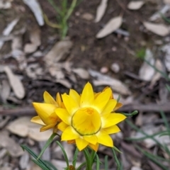 Xerochrysum viscosum (Sticky Everlasting) at Woomargama, NSW - 21 Oct 2021 by Darcy