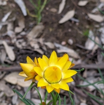 Xerochrysum viscosum (Sticky Everlasting) at Woomargama, NSW - 21 Oct 2021 by Darcy