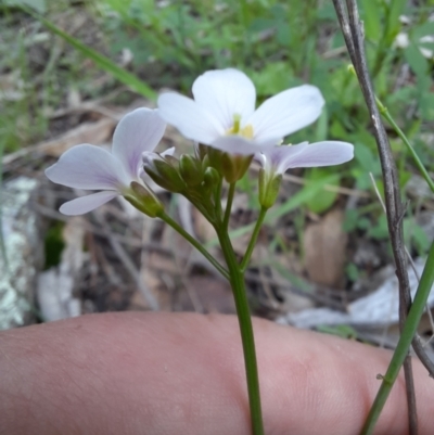 Cardamine lilacina (Lilac Bitter-cress) at Williamsdale, NSW - 21 Oct 2021 by samreid007