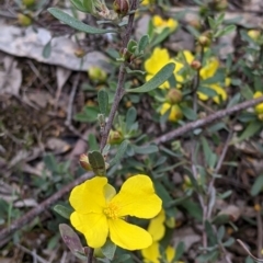 Hibbertia obtusifolia (Grey Guinea-flower) at Woomargama, NSW - 21 Oct 2021 by Darcy