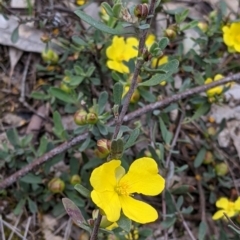 Hibbertia obtusifolia at Woomargama, NSW - 21 Oct 2021