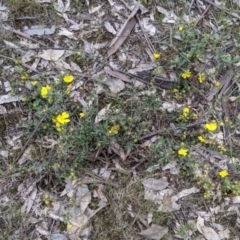 Hibbertia obtusifolia at Woomargama, NSW - 21 Oct 2021