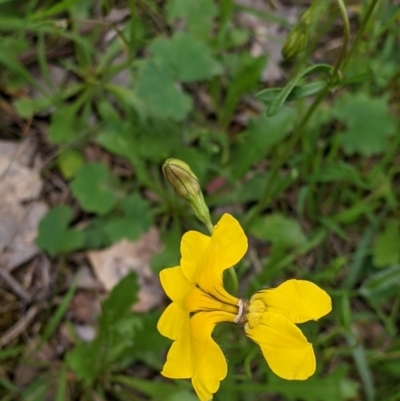 Goodenia pinnatifida (Scrambled Eggs) at Woomargama, NSW - 21 Oct 2021 by Darcy