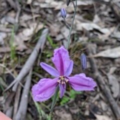 Arthropodium strictum (Chocolate Lily) at Woomargama, NSW - 21 Oct 2021 by Darcy