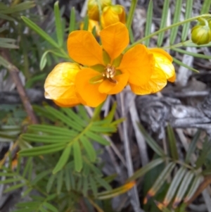 Senna aciphylla at Williamsdale, NSW - 21 Oct 2021 01:44 PM