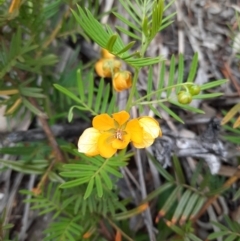 Senna aciphylla at Williamsdale, NSW - 21 Oct 2021 01:44 PM