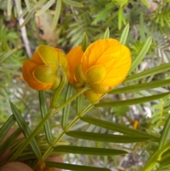 Senna aciphylla at Williamsdale, NSW - 21 Oct 2021 01:44 PM