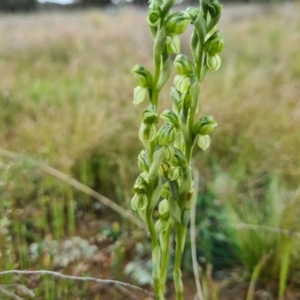 Hymenochilus sp. at Jacka, ACT - suppressed