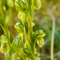 Hymenochilus sp. at Jacka, ACT - 21 Oct 2021