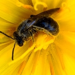 Lasioglossum (Chilalictus) lanarium (Halictid bee) at Jacka, ACT - 18 Oct 2021 by Jiggy